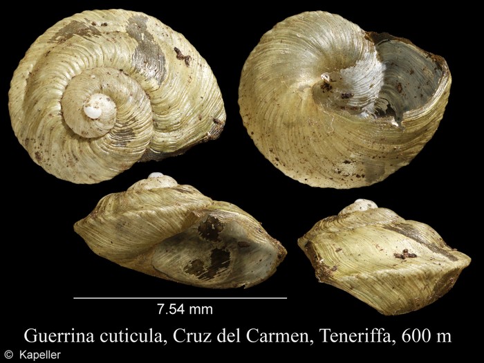 Guerrina cuticula