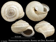 Harmozica ravergiensis