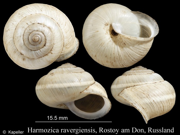 Harmozica ravergiensis