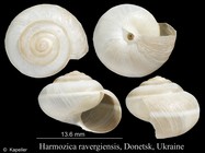 Harmozica ravergiensis