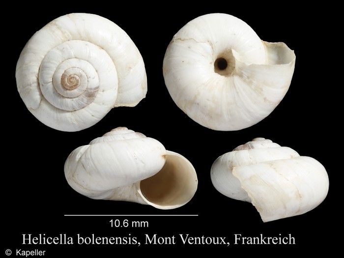Helicella bolenensis Helicella bolenensis