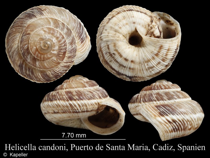 Helicella candoni Helicella candoni