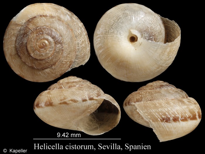 Helicella cistorum