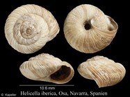 Helicella iberica