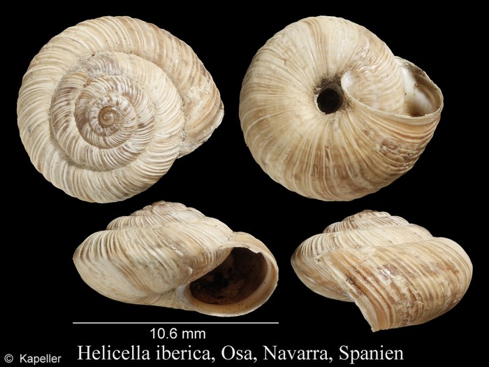 Helicella iberica Helicella iberica