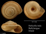 Helicella itala