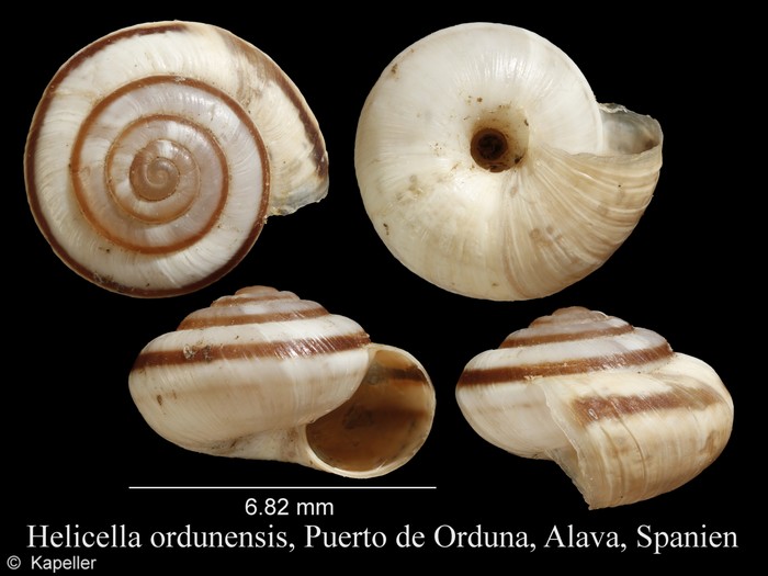 Helicella ordunensis Helicella ordunensis