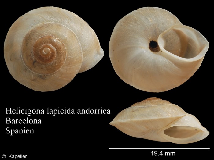 Helicigona lapicida andorrica Helicigona lapicida andorrica