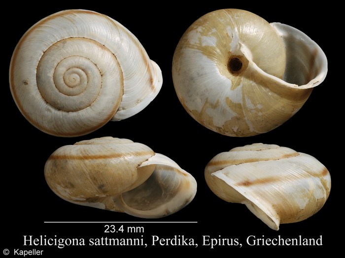 Helicigona sattmanni Helicigona sattmanni