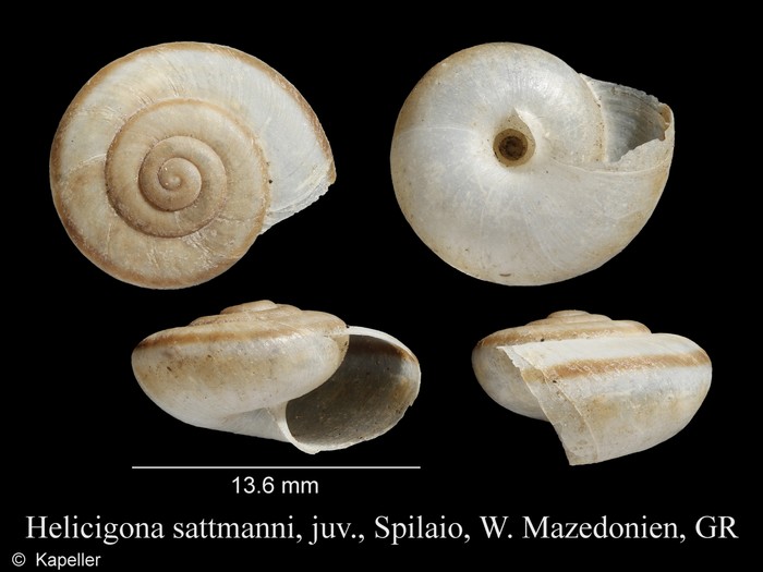 Helicigona sattmanni Helicigona sattmanni