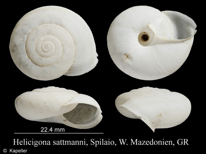 Helicigona sattmanni Helicigona sattmanni