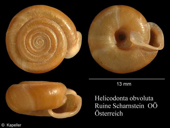 Helicodonta obvoluta Helicodonta obvoluta