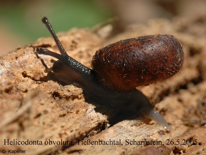 Helicodonta obvoluta Helicodonta obvoluta
