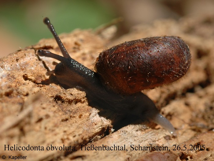 Helicodonta obvoluta