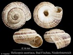 Helicopsis austriaca