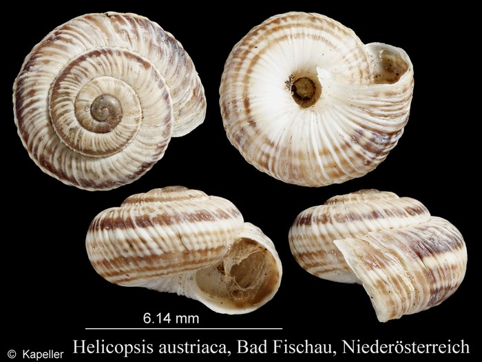 Helicopsis austriaca Helicopsis austriaca
