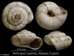 Helicopsis cypriola