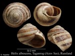 Helix albescens