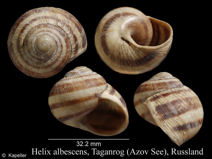 Helix albescens Helix albescens