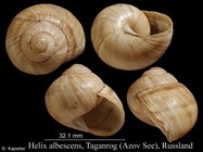 Helix albescens