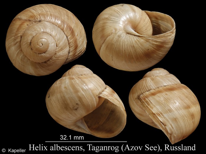 Helix albescens