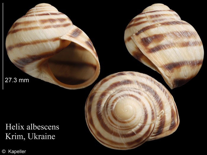 Helix albescens