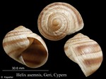 Helix asemnis