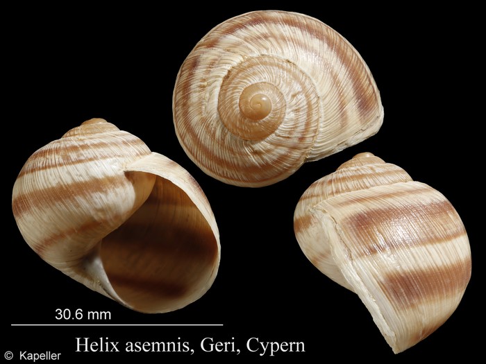 Helix asemnis Helix asemnis