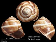 Helix buchii