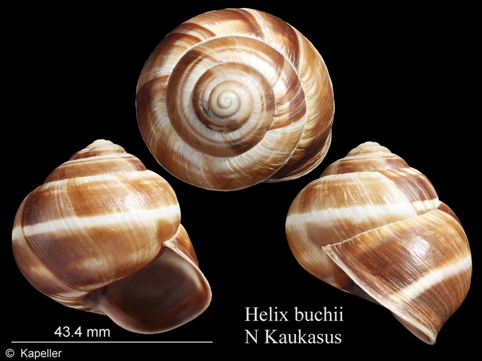 Helix buchii