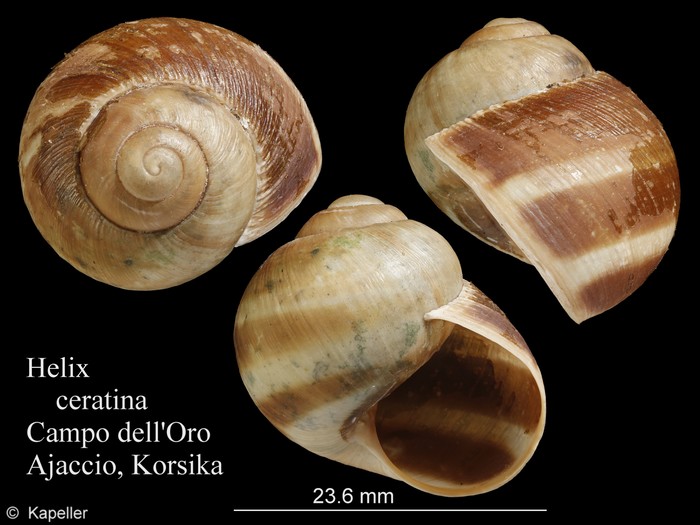 Helix ceratina