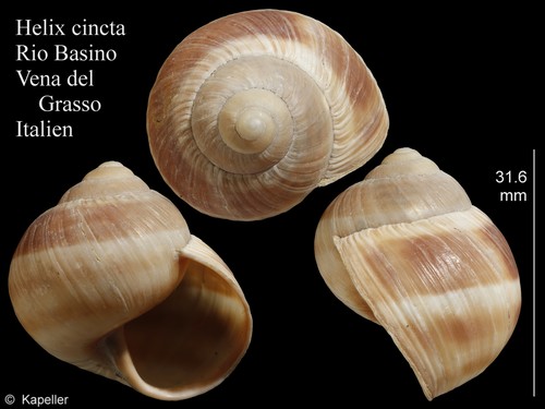 Helix cincta