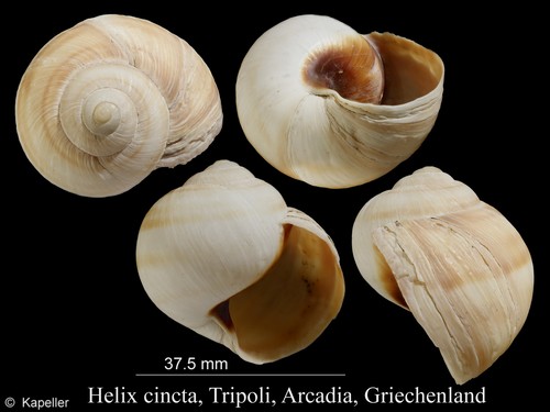 Helix cincta