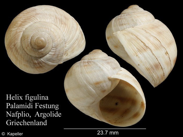 Helix figulina Helix figulina