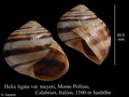 Helix ligata