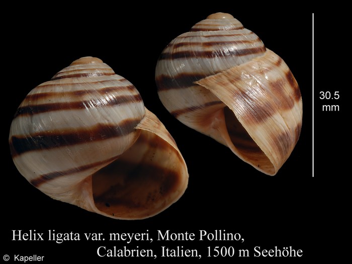 Helix ligata Helix ligata