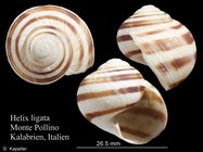 Helix ligata