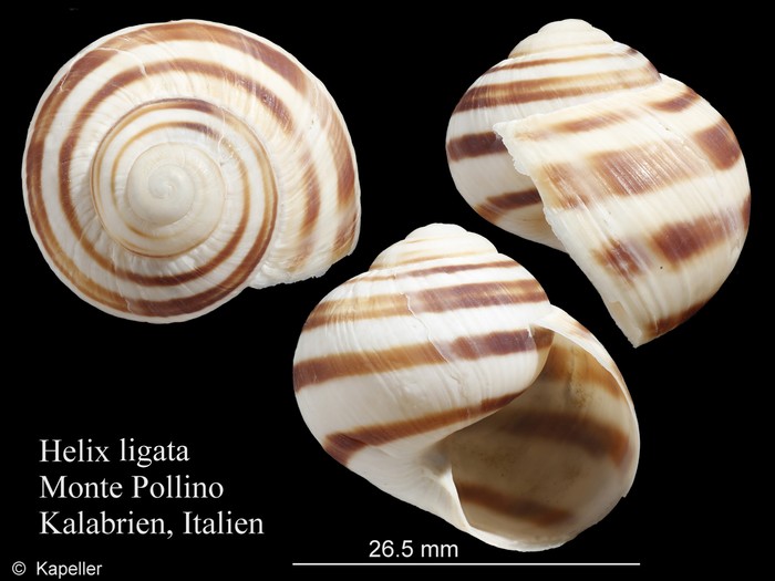 Helix ligata Helix ligata