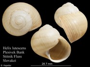 Helix lutescens