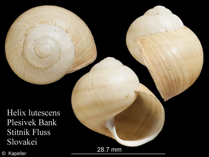 Helix lutescens Helix lutescens