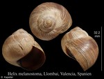 Helix melanostoma