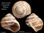 Helix mileti