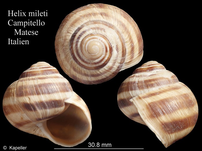 Helix mileti Helix mileti