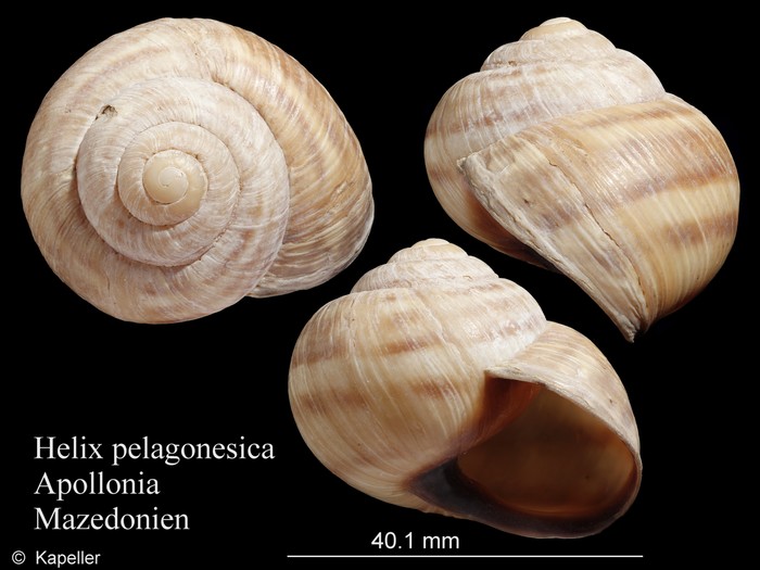 Helix pelagonesica Helix pelagonesica