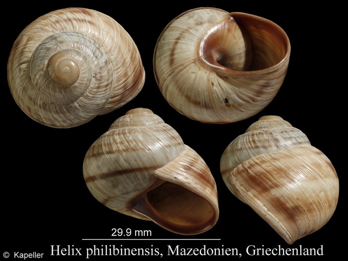 Helix philibinensis Helix philibinensis