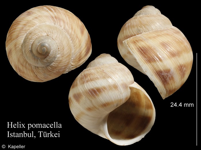 Helix pomacella