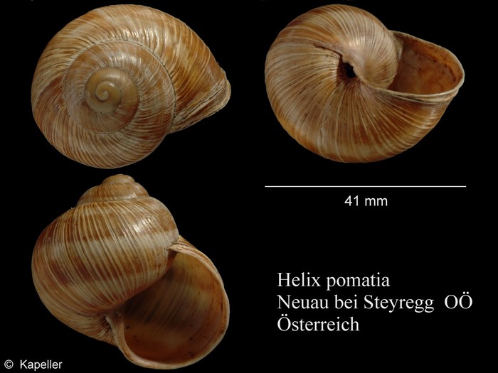 Helix pomatia