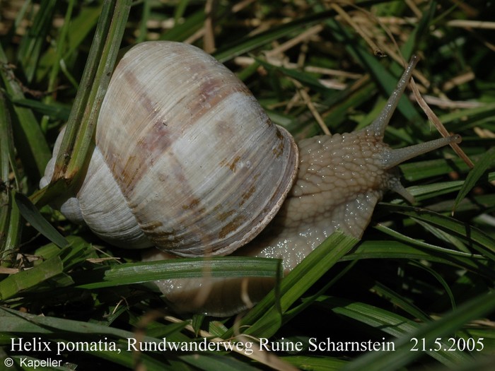 Helix pomatia