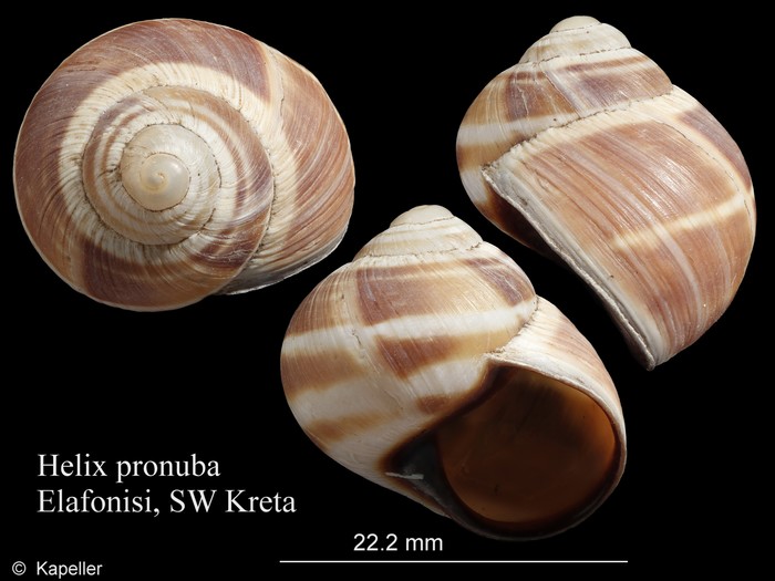 Helix pronuba Helix pronuba
