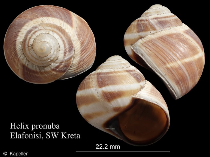 Helix pronuba